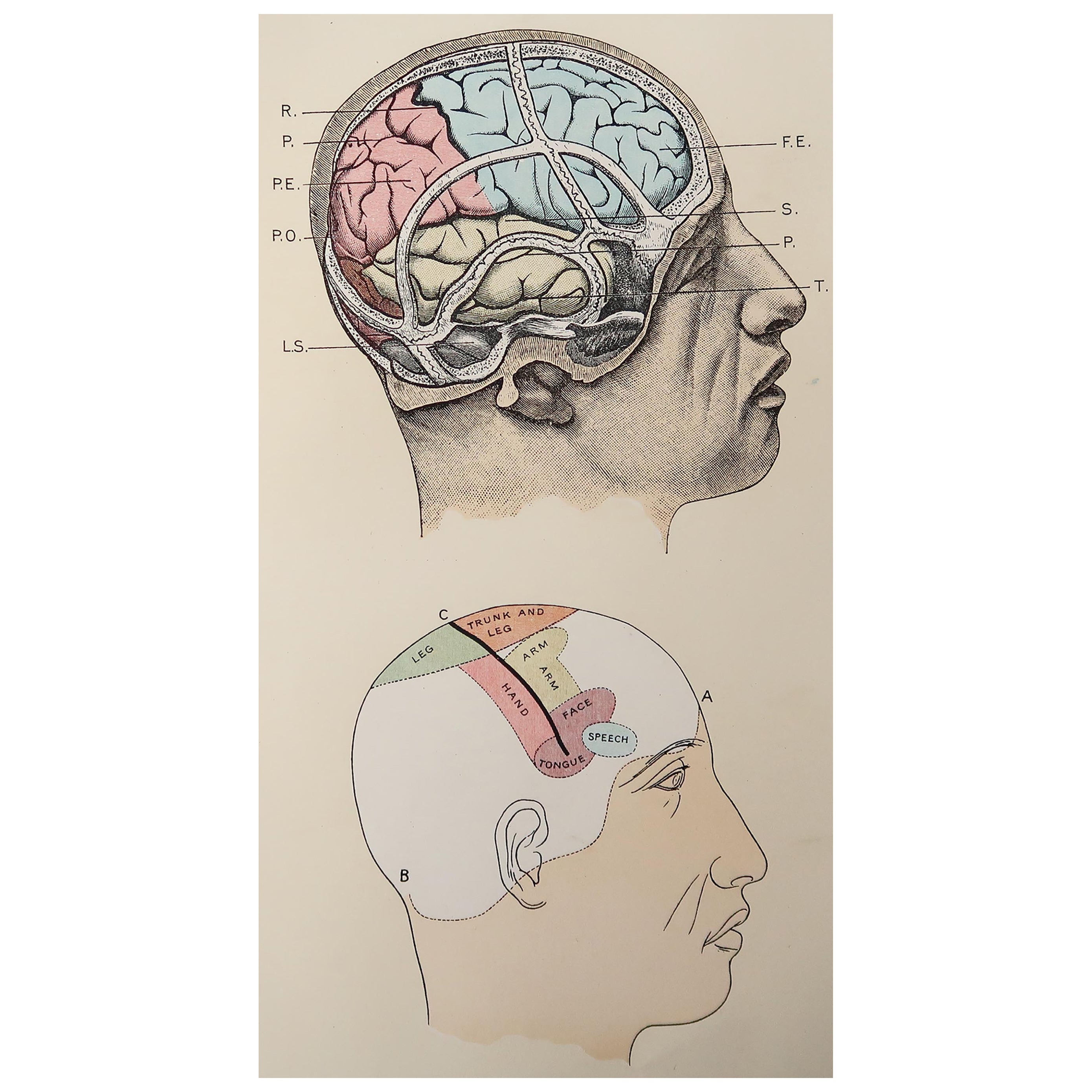 Original Vintage Medical Print, the Brain, C.1900 For Sale at 1stDibs