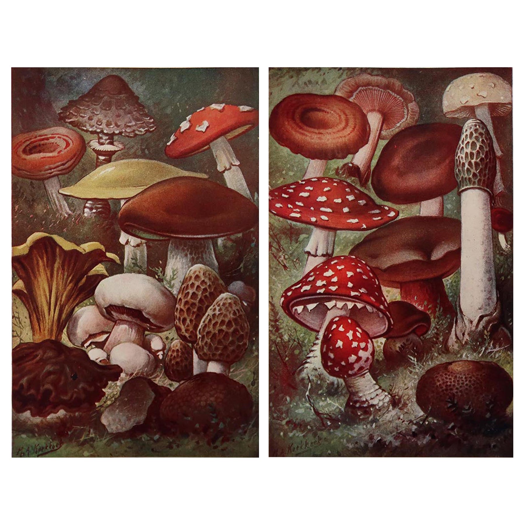 Pair of Original Vintage Mushroom Prints, C.1900 at 1stDibs