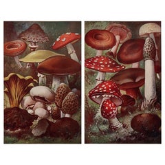 Pair of Original Vintage Mushroom Prints, C.1900