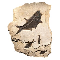 50 Million Year Old Eocene Era Fossil Fish Mural in Stone, from Wyoming