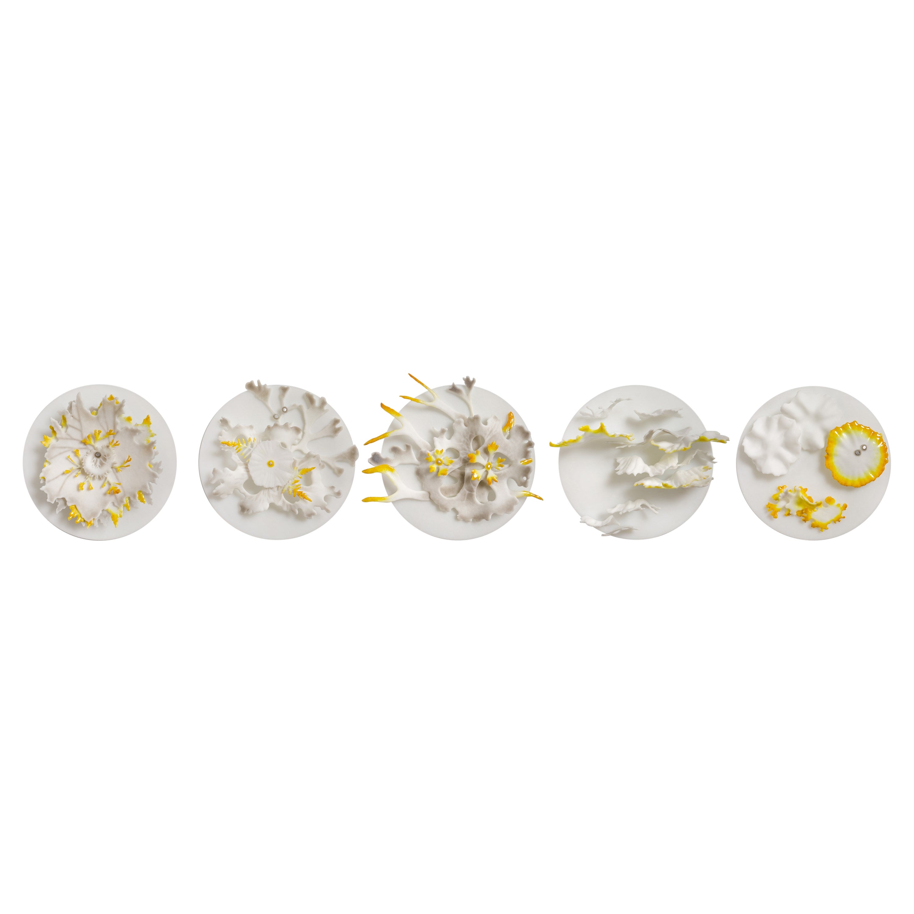 Lichen Studies 'I to IV' a Grey & Yellow Glass Installation by Verity Pulford For Sale