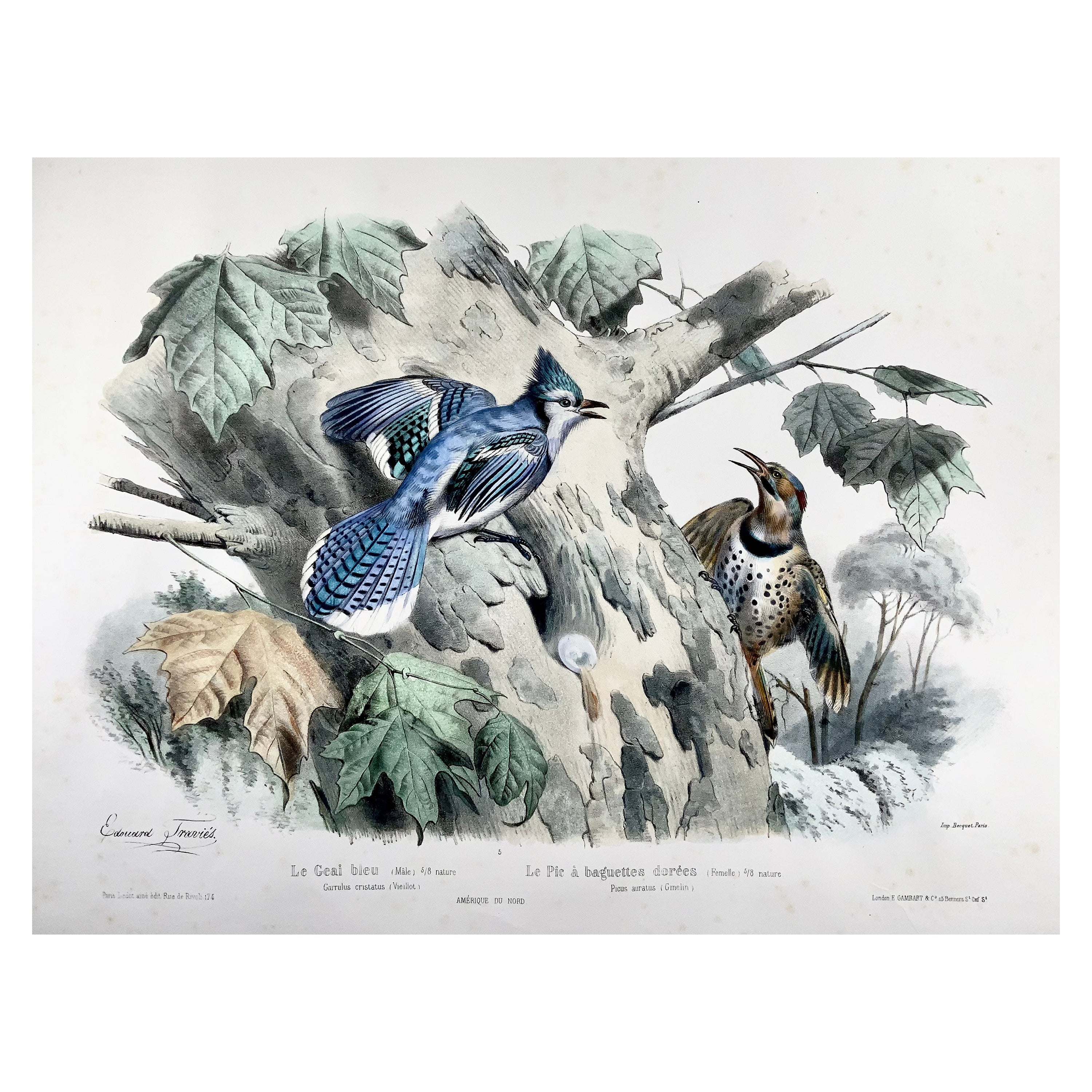 1857 Ed Travies, Le Geai bleu, Le Pic, Ornithology For Sale