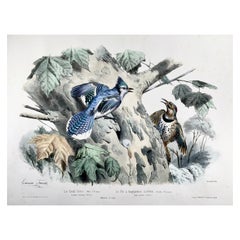 1857 Ed Travies, Le Geai bleu, Le Pic, Ornithology