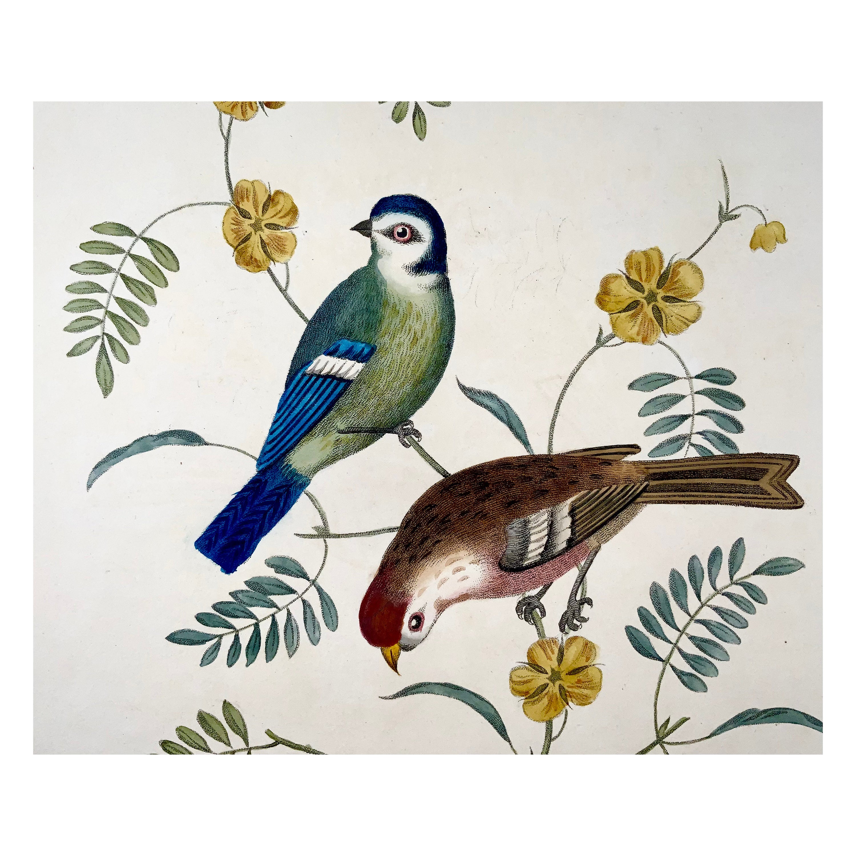 George Brookshaw (né en 1751), ornithologie, Tom tit & Redpoll, bordure feuillagée en vente
