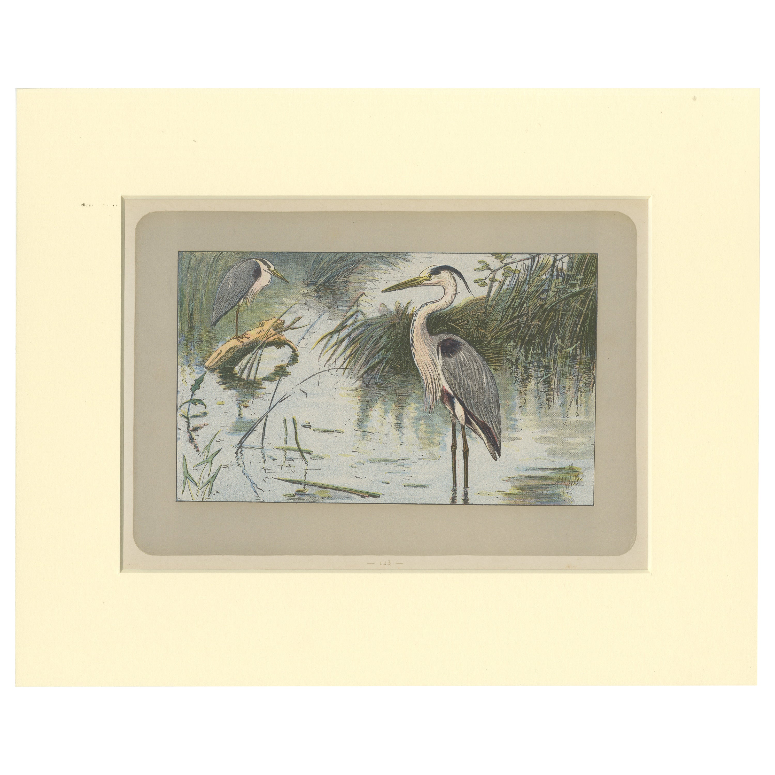 Antiker Vogeldruck eines grauen Herons