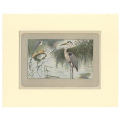 Antique Bird Print of a Grey Heron