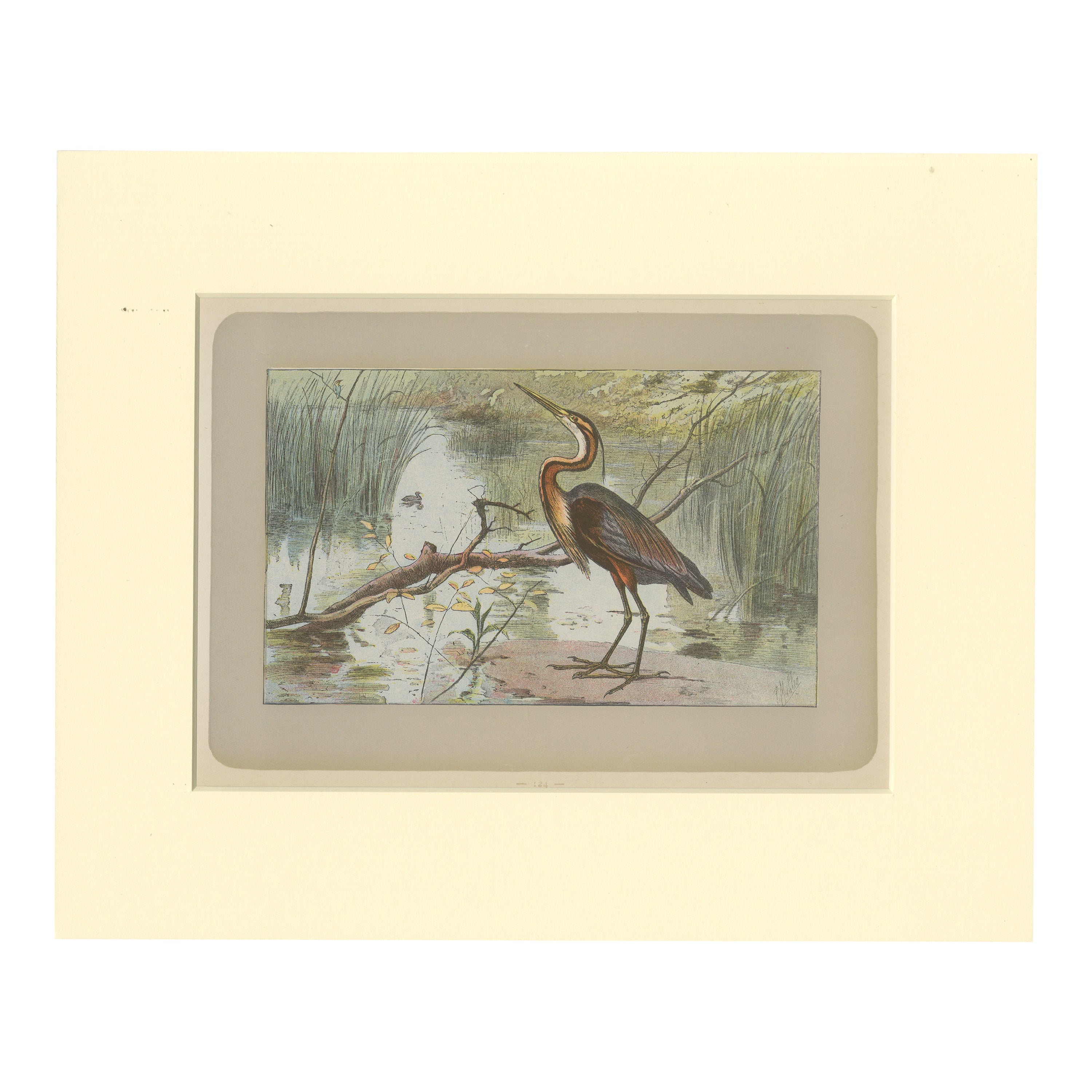 Antique Bird Print of a Purple Heron For Sale