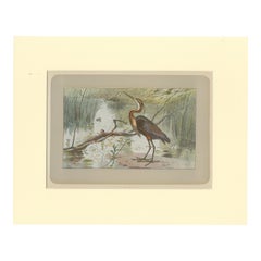 Antique Bird Print of a Purple Heron