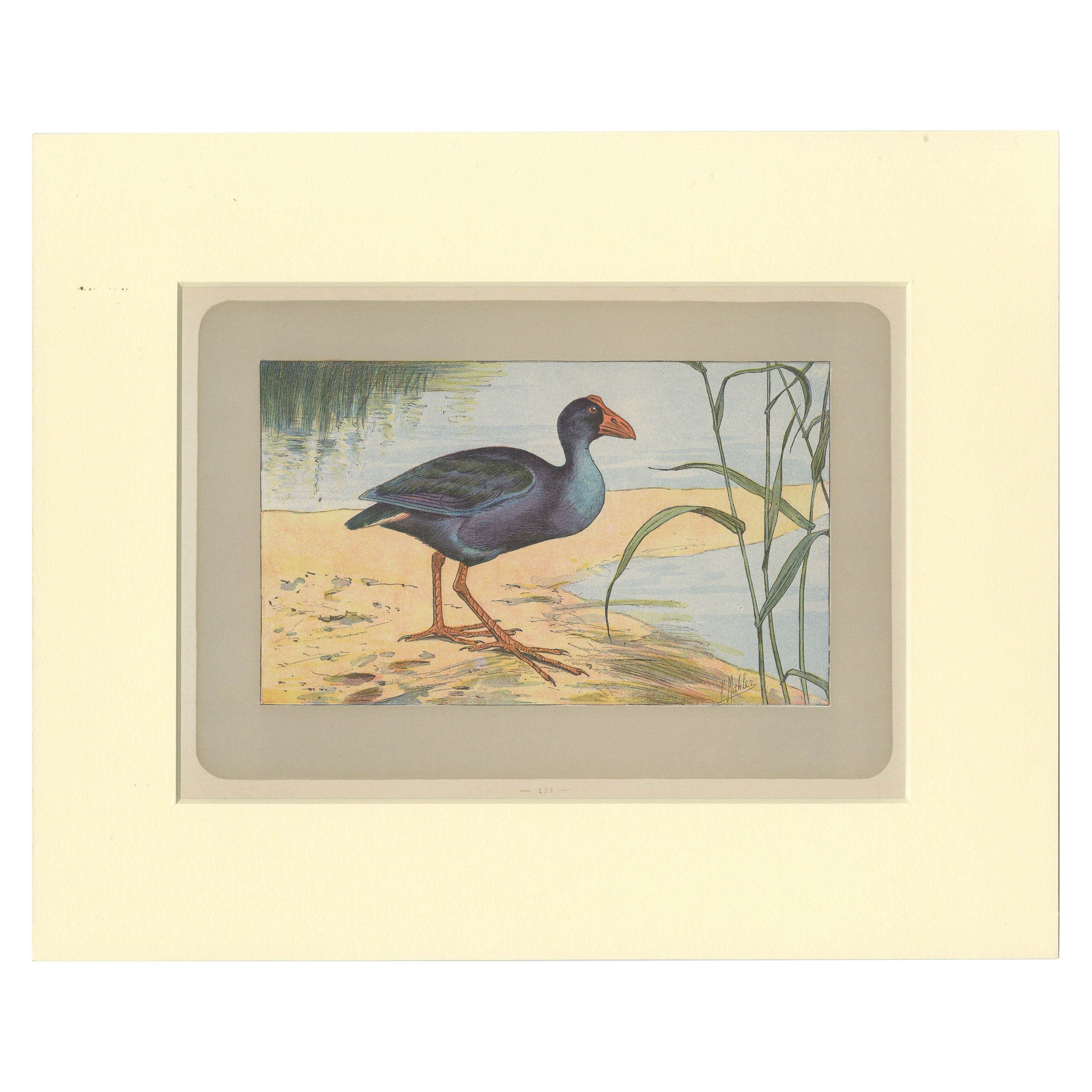 Antique Bird Print of a Purple Swamphen For Sale