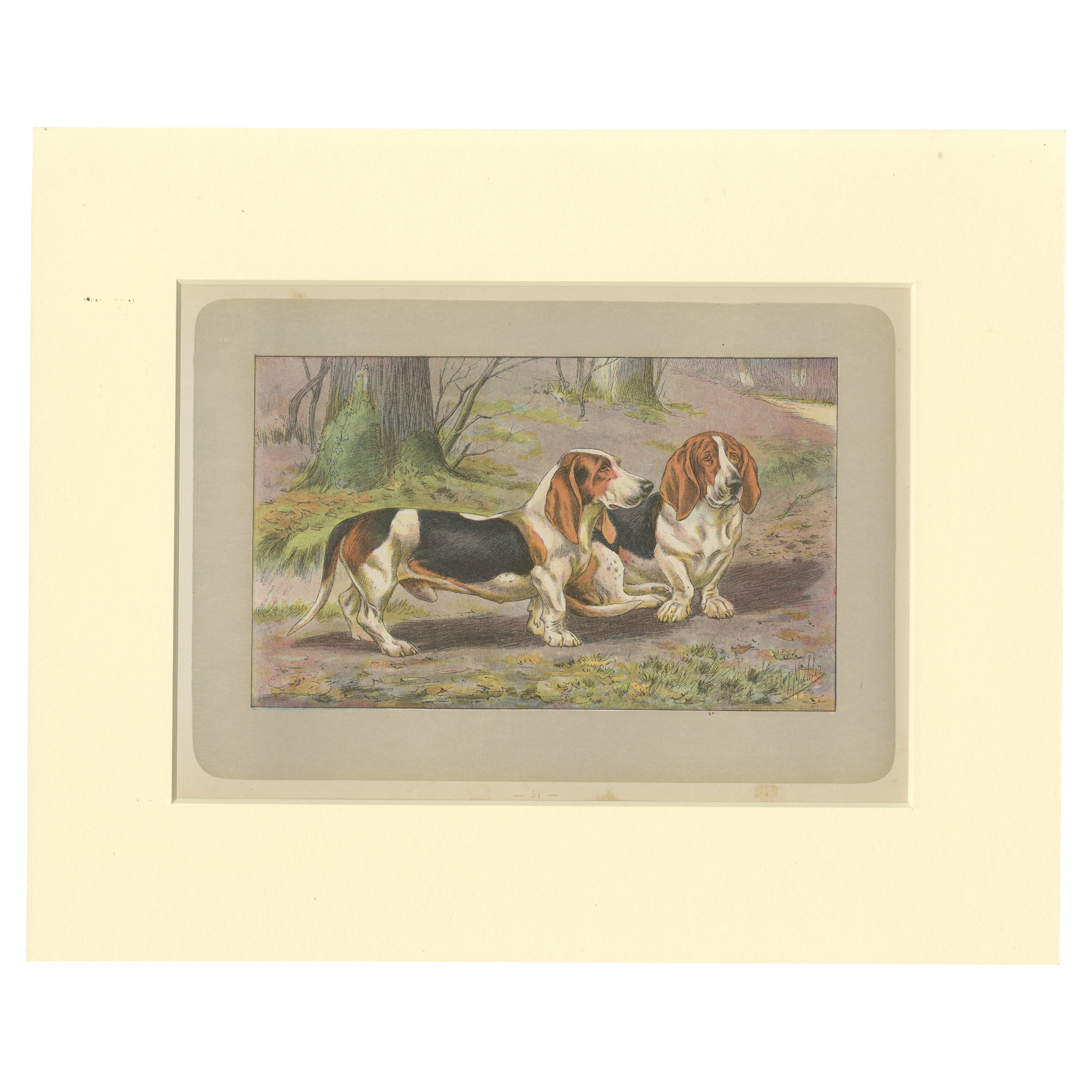 Antique Dog Print of the Basset Hound For Sale