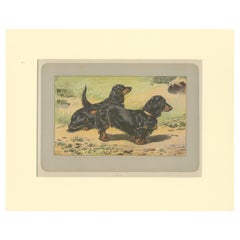 Antique Dog Print of the Long-Haired Dachshund
