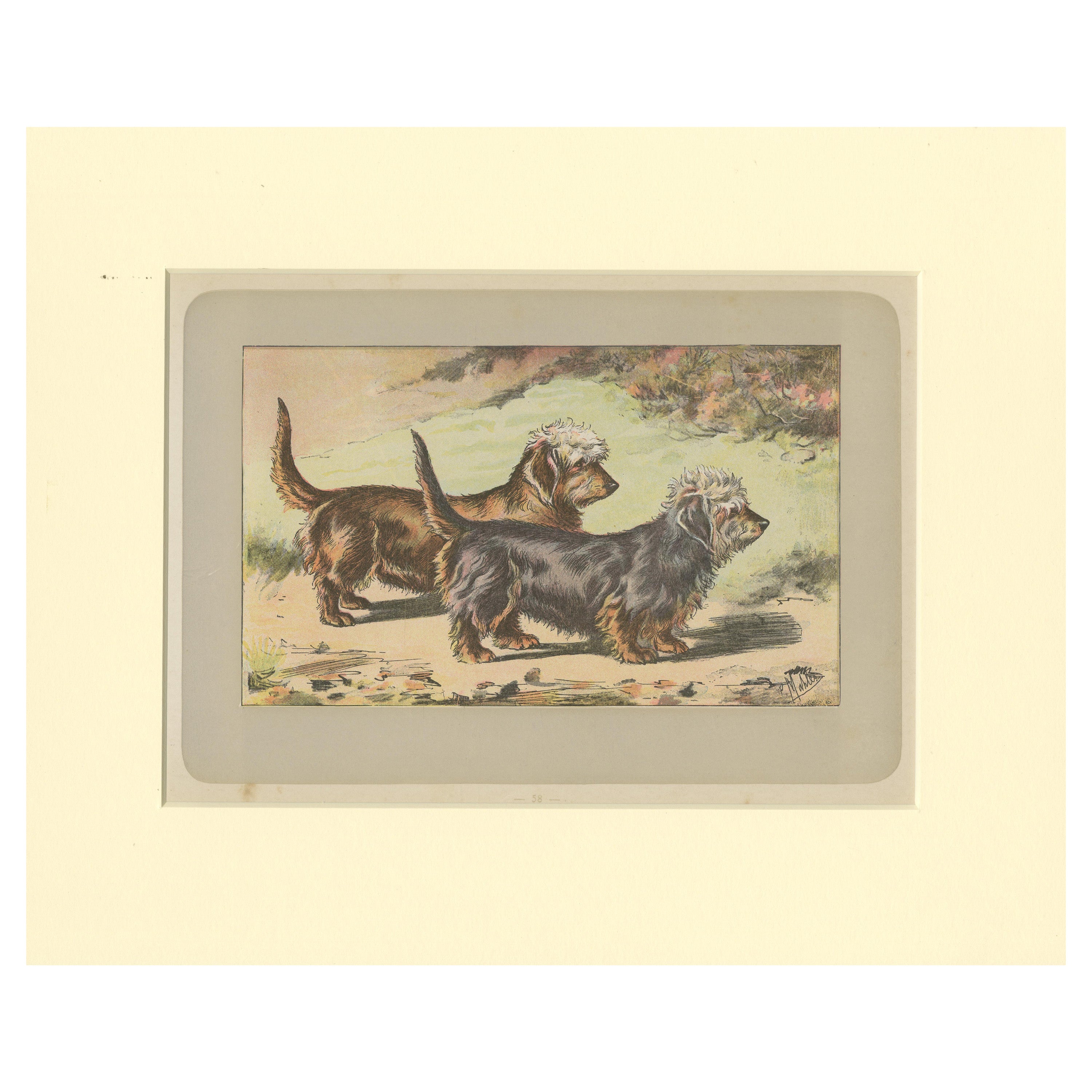 Antique Dog Print of the Dandie Dinmont Terrier, 1907 For Sale