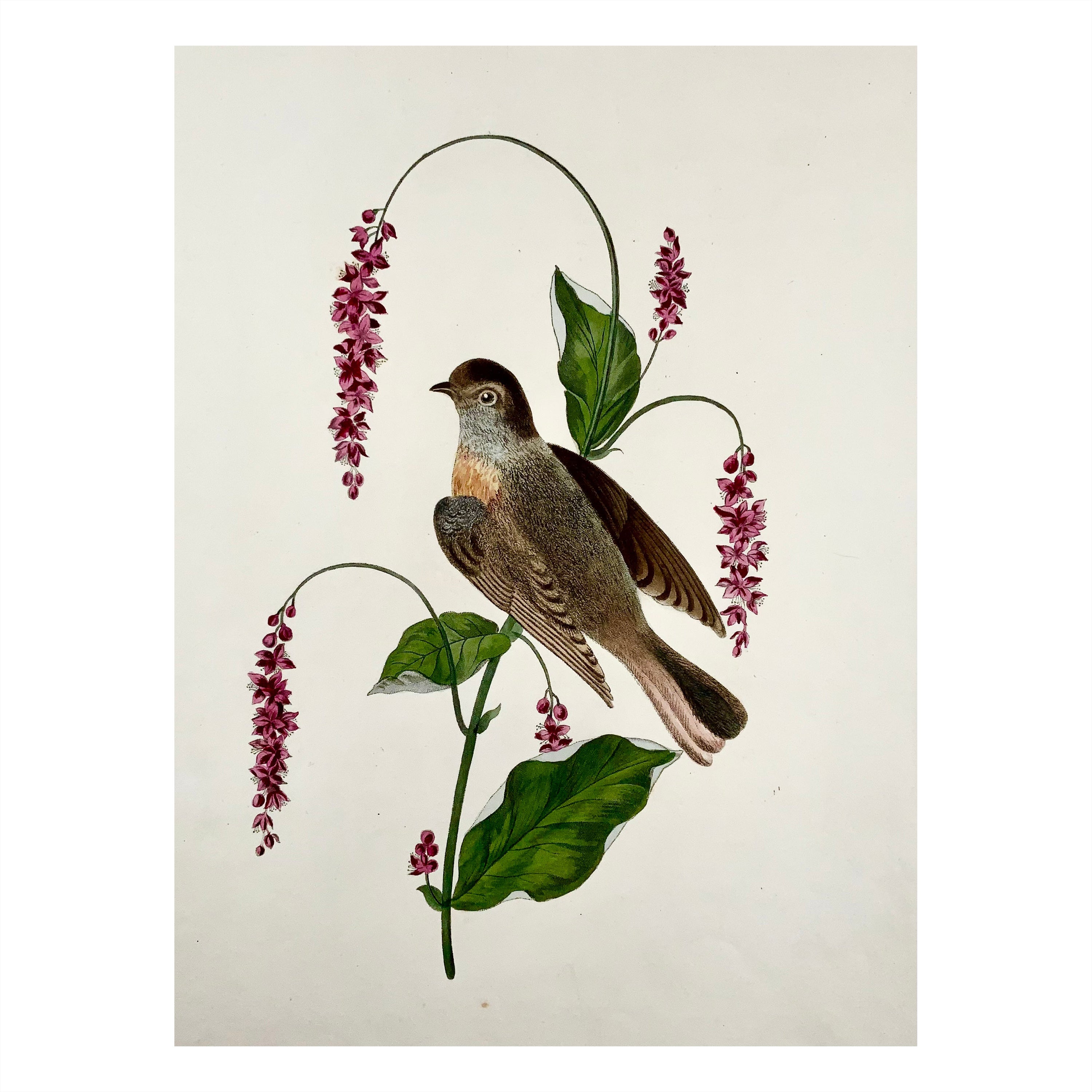 1819 George Brookshaw, Ornitología, Colirrojo real, Borde foliado