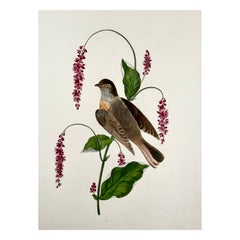 1819 George Brookshaw, Ornithologie, Redstart, Blattwerkbordüre