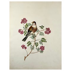 Antique 1819, George Brookshaw, Ornithology, Goldfich, Foliate Border