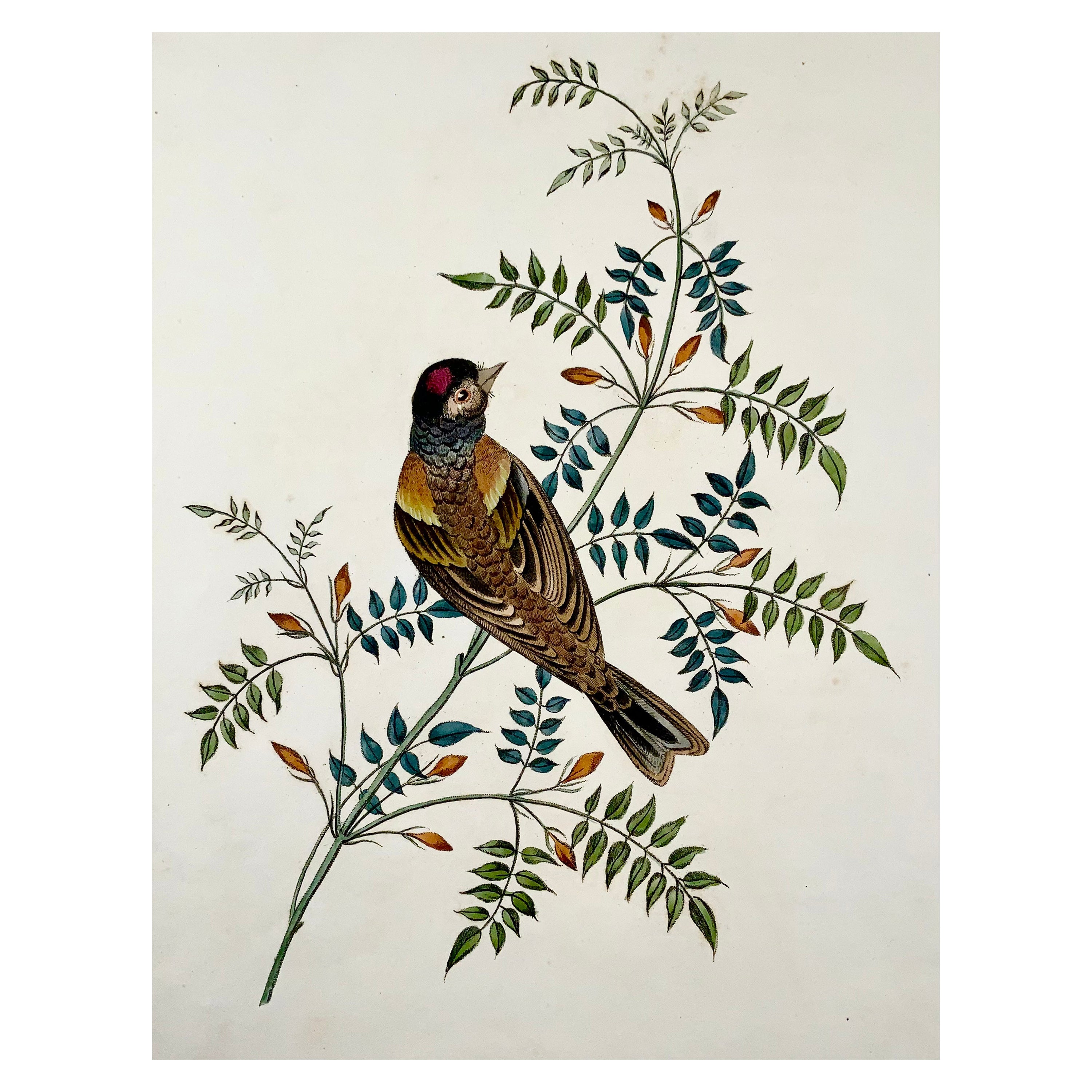 1819 George Brookshaw 'B 1751', Ornithology, Finch, Foliate Border For Sale