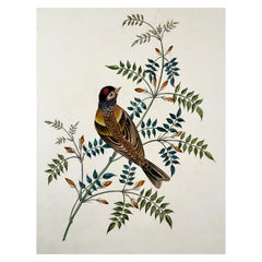 Antique 1819 George Brookshaw 'B 1751', Ornithology, Finch, Foliate Border