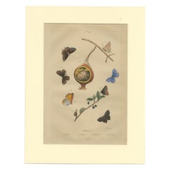Antiker Druck der häufigen blauen und anderen Schmetterlinge