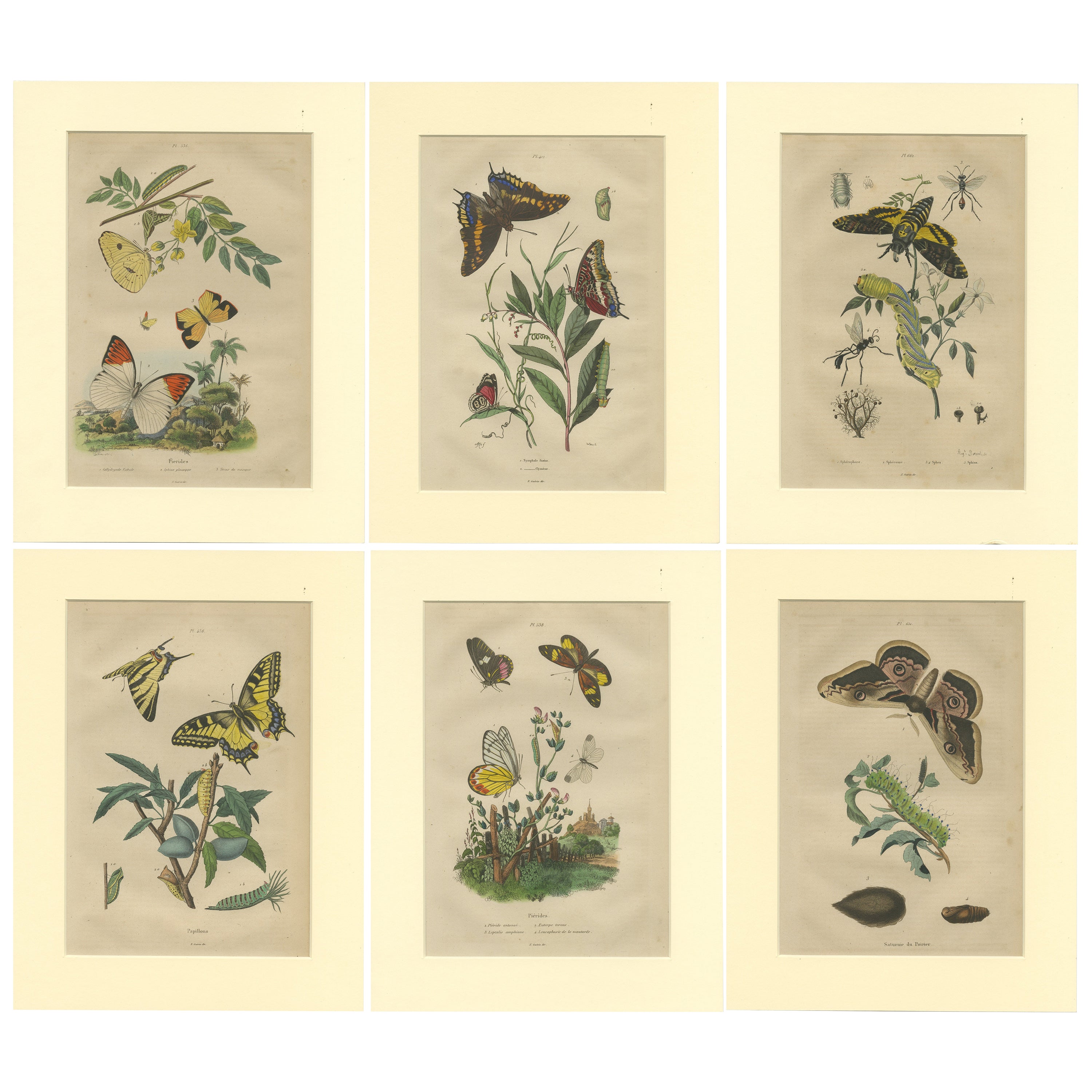 Butterflies For Sale at 1stDibs
