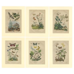 Set of 6 Antique Butterfly Prints of the Orange Tip and Other Butterflies