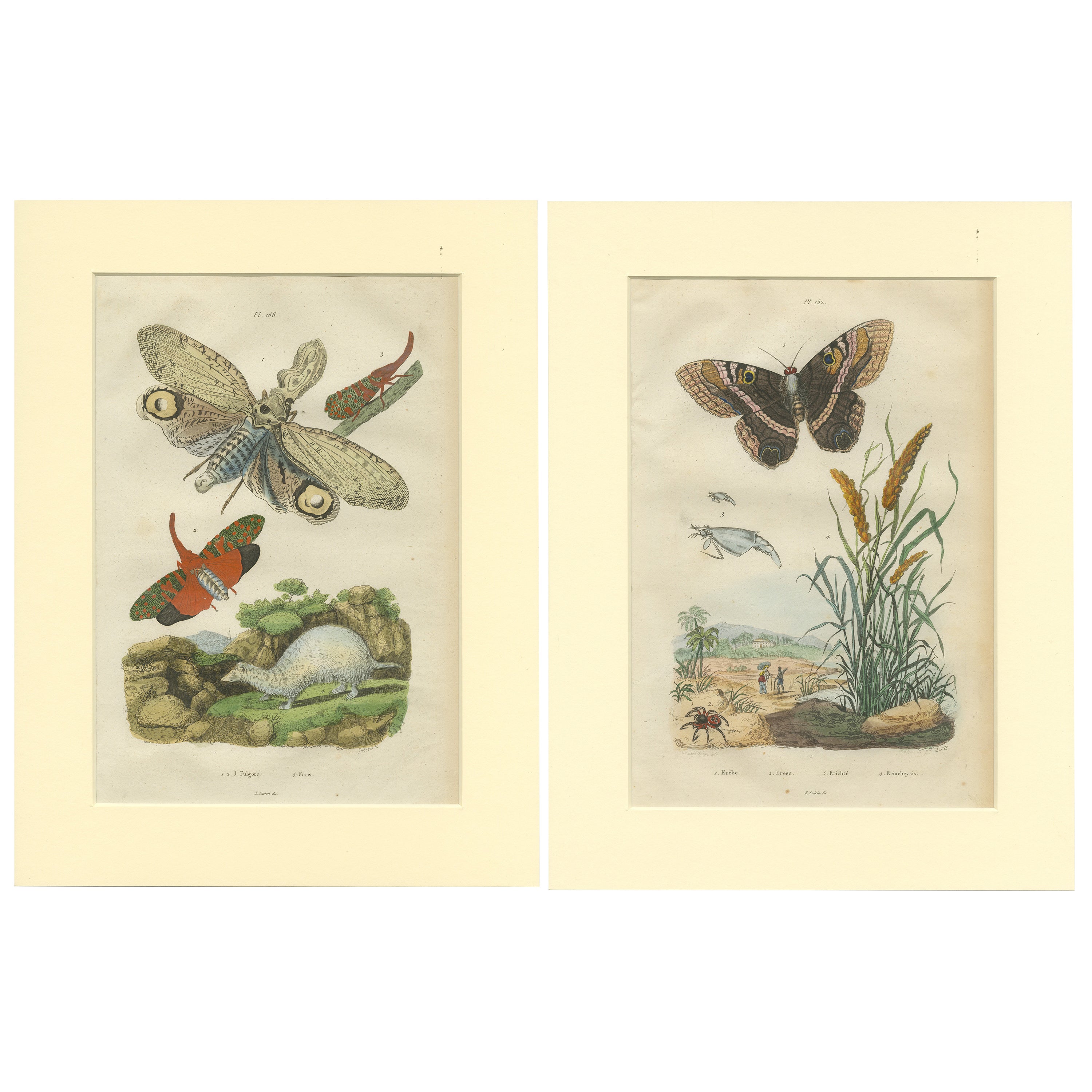 Set of 2 Antique Butterfly Prints of the Black Witch and Other Moths For Sale