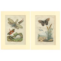 Set of 2 Antique Butterfly Prints of the Black Witch and Other Moths