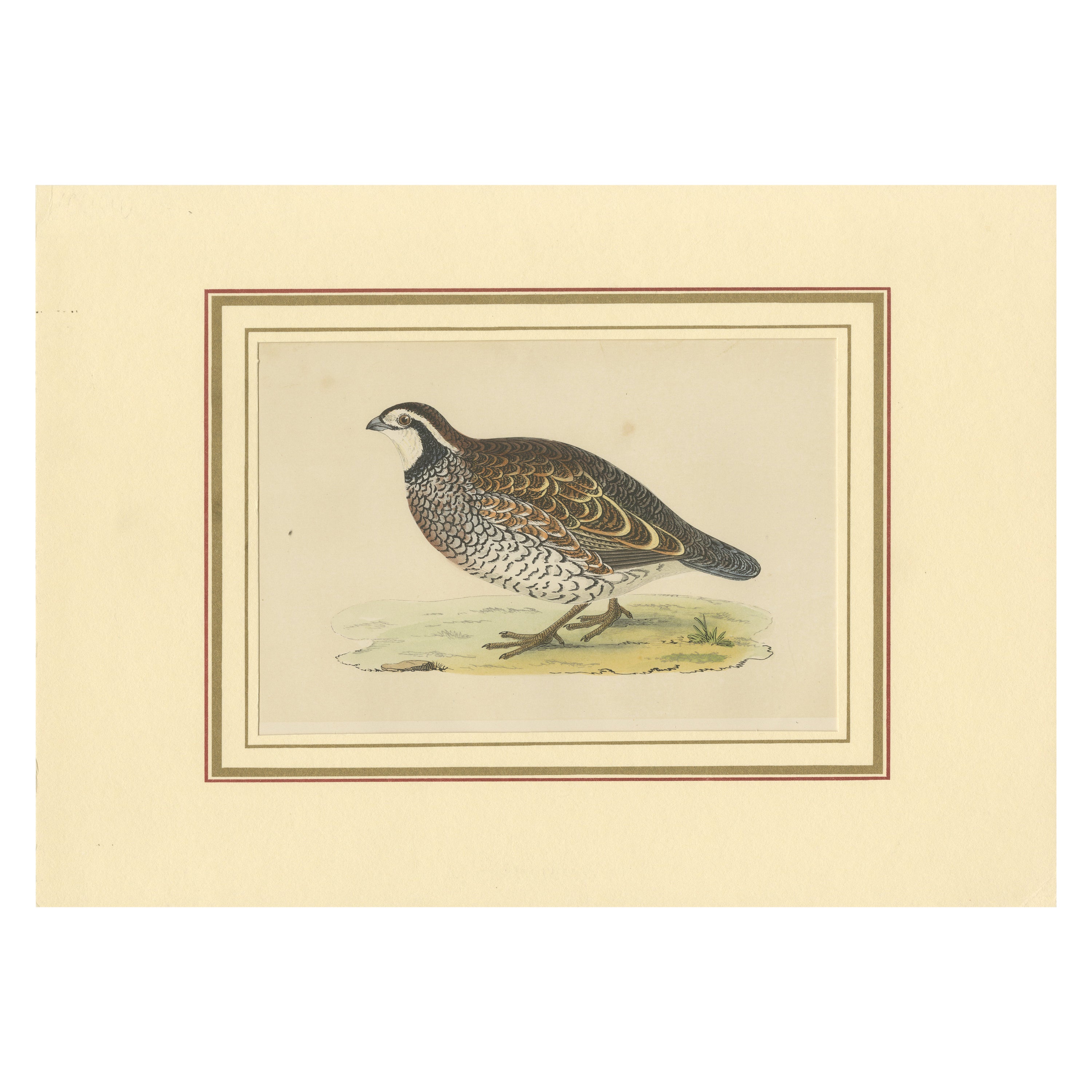Antique Bird Print of a Virginian Partridge