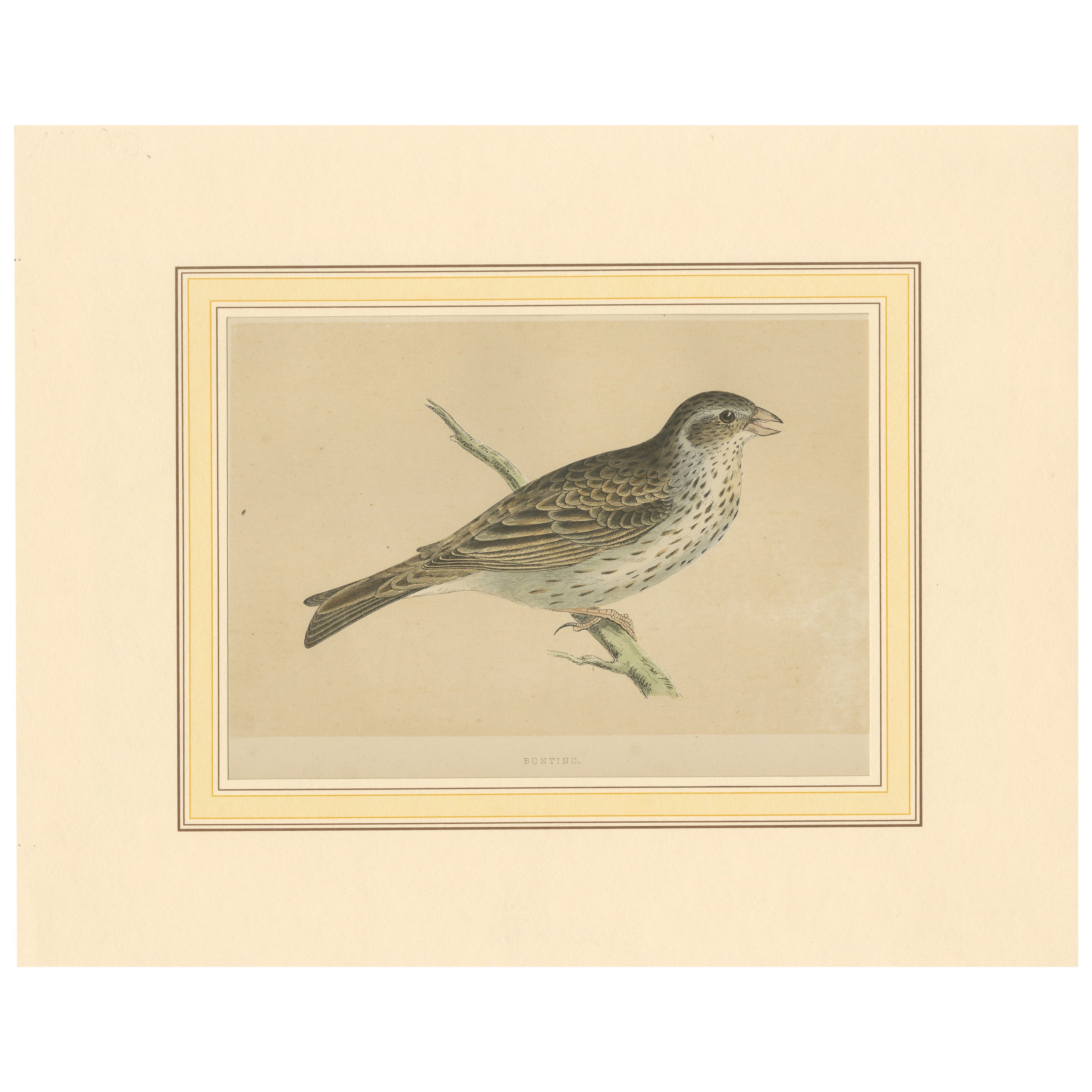 Antique Bird Print of a Bunting
