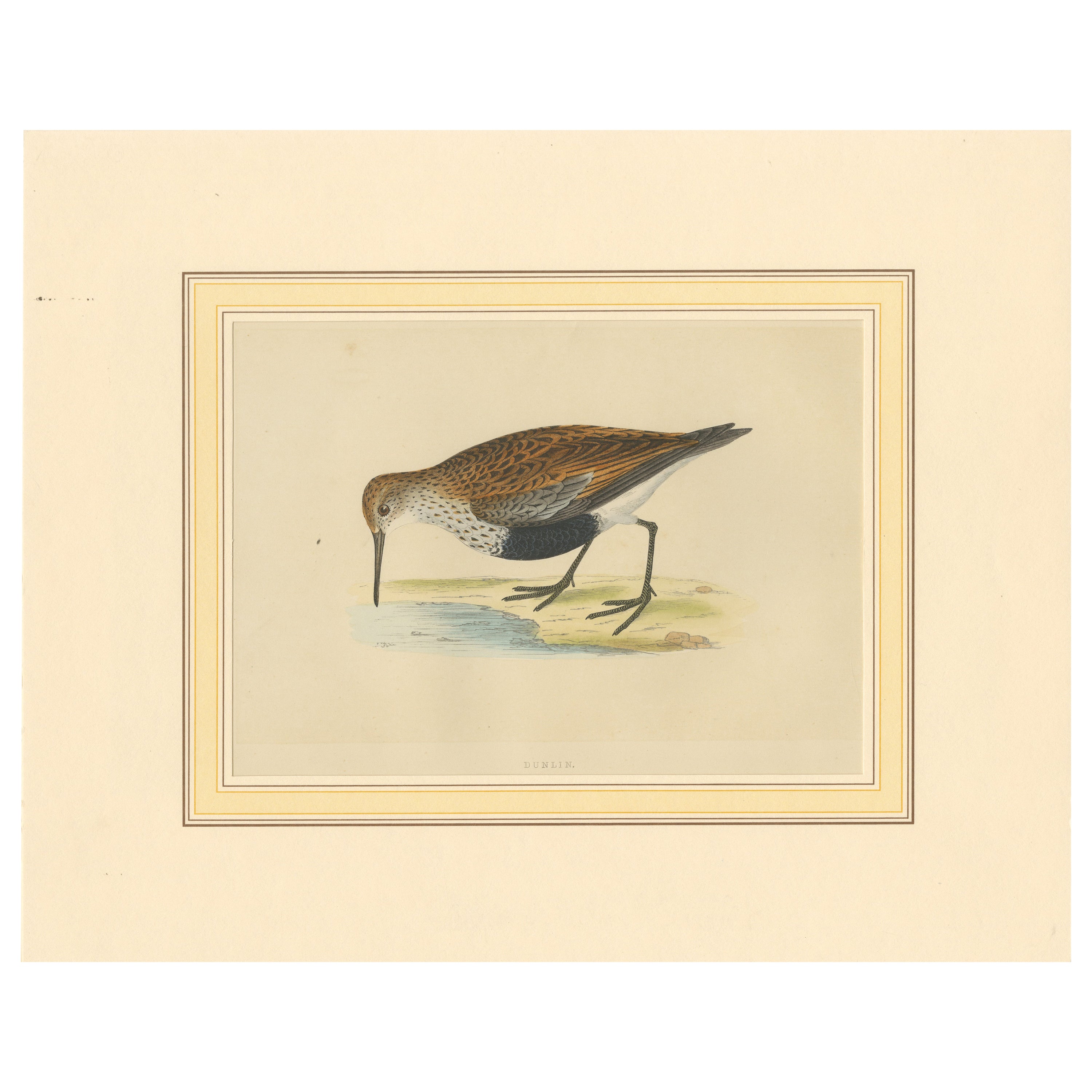 Antiker Vogeldruck eines Dunlin-Vogel im Angebot