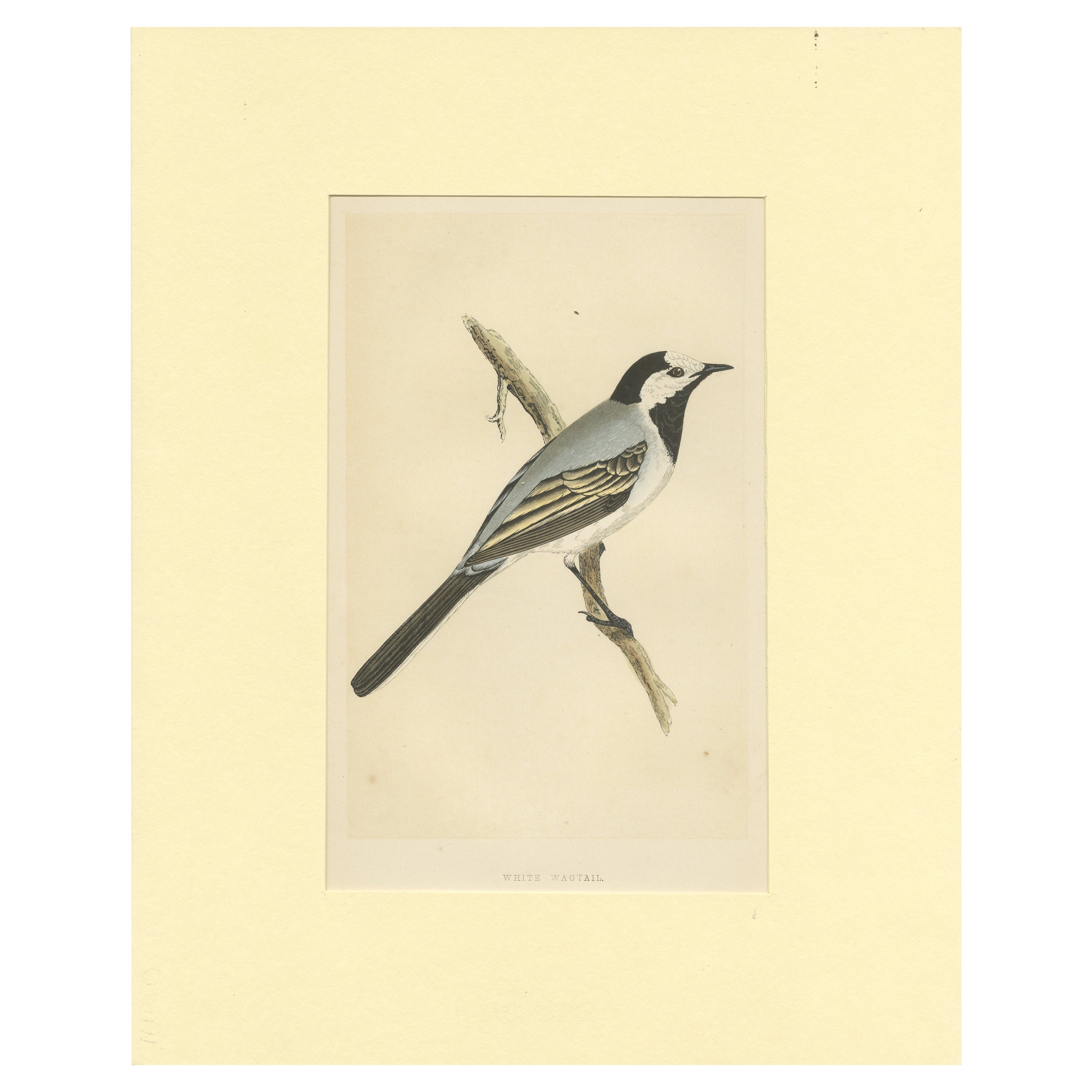 Antique Bird Print of a White Wagtail