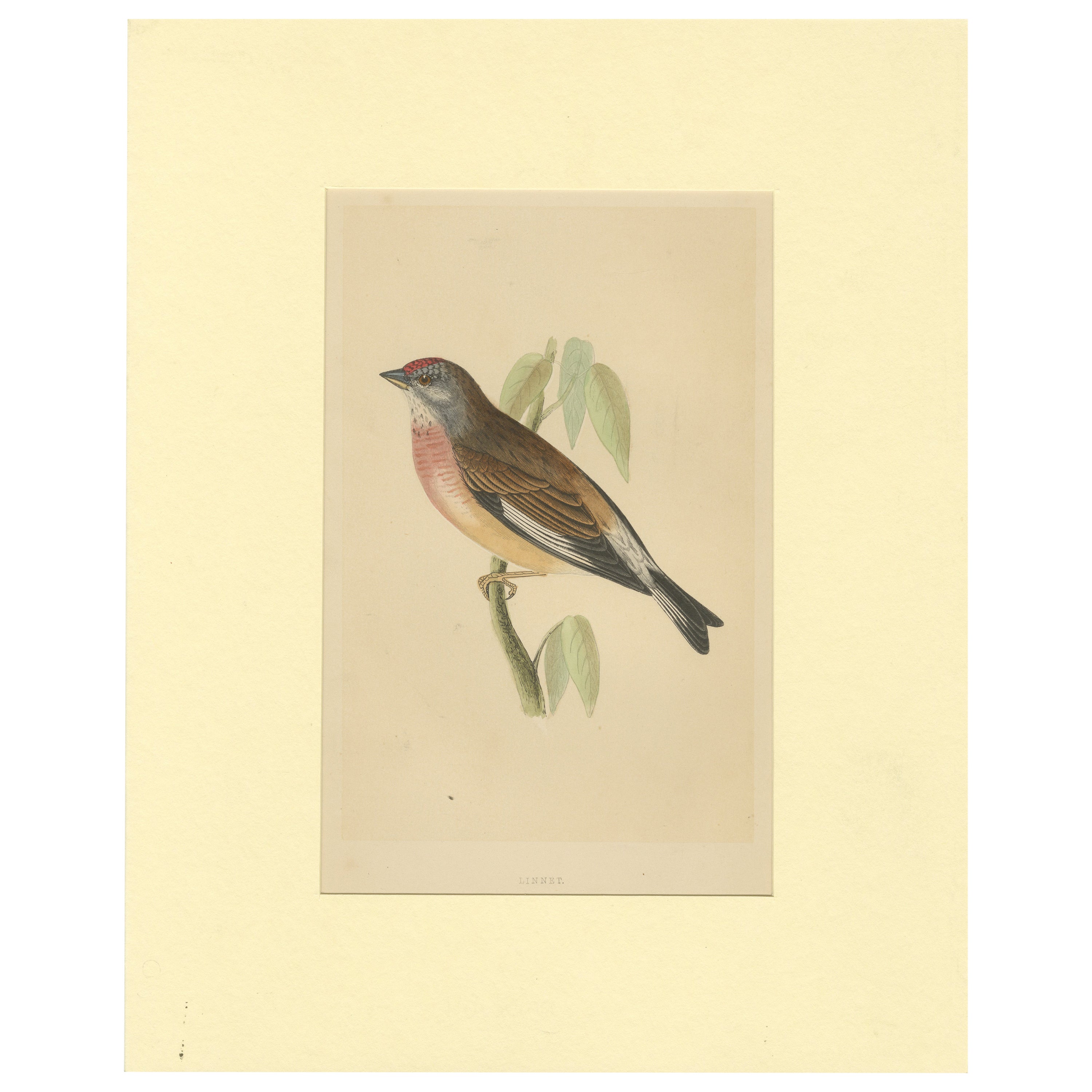 Impression oiseau antique d'un Linnet