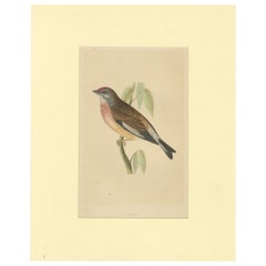 Antique Bird Print of a Linnet