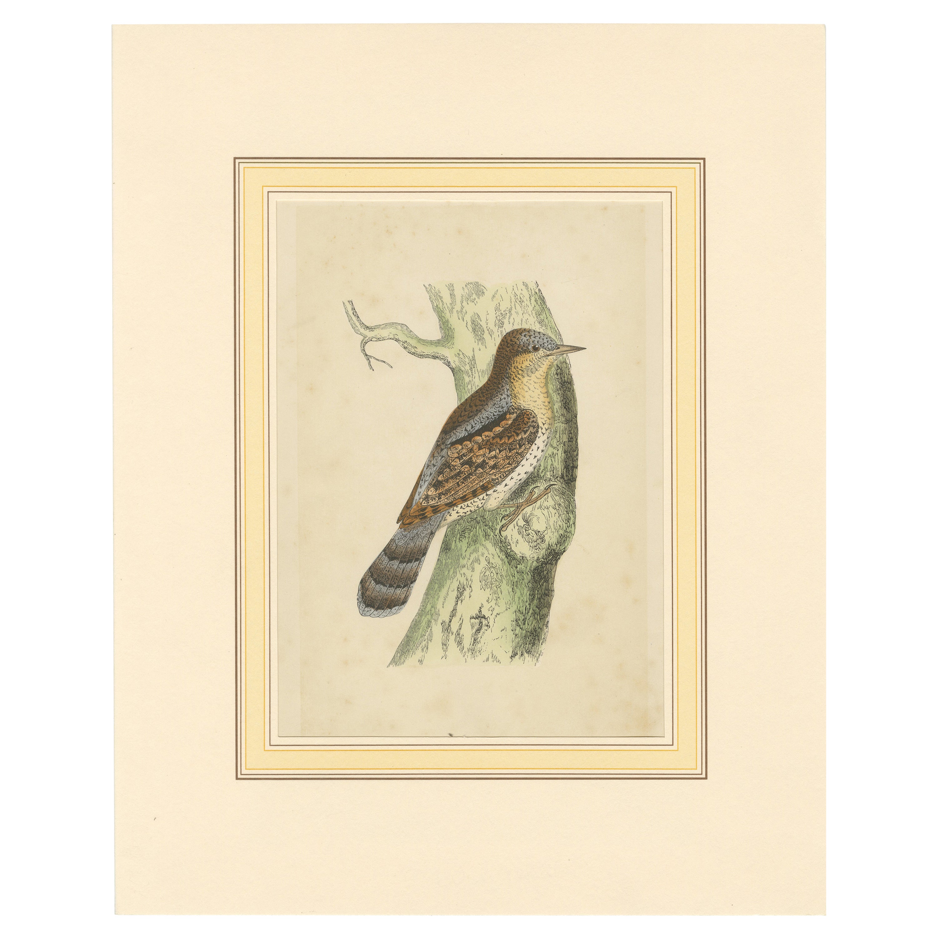 Antique Bird Print of a Wryneck For Sale