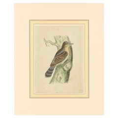 Gravure ancienne d'oiseau d'un Wryneck