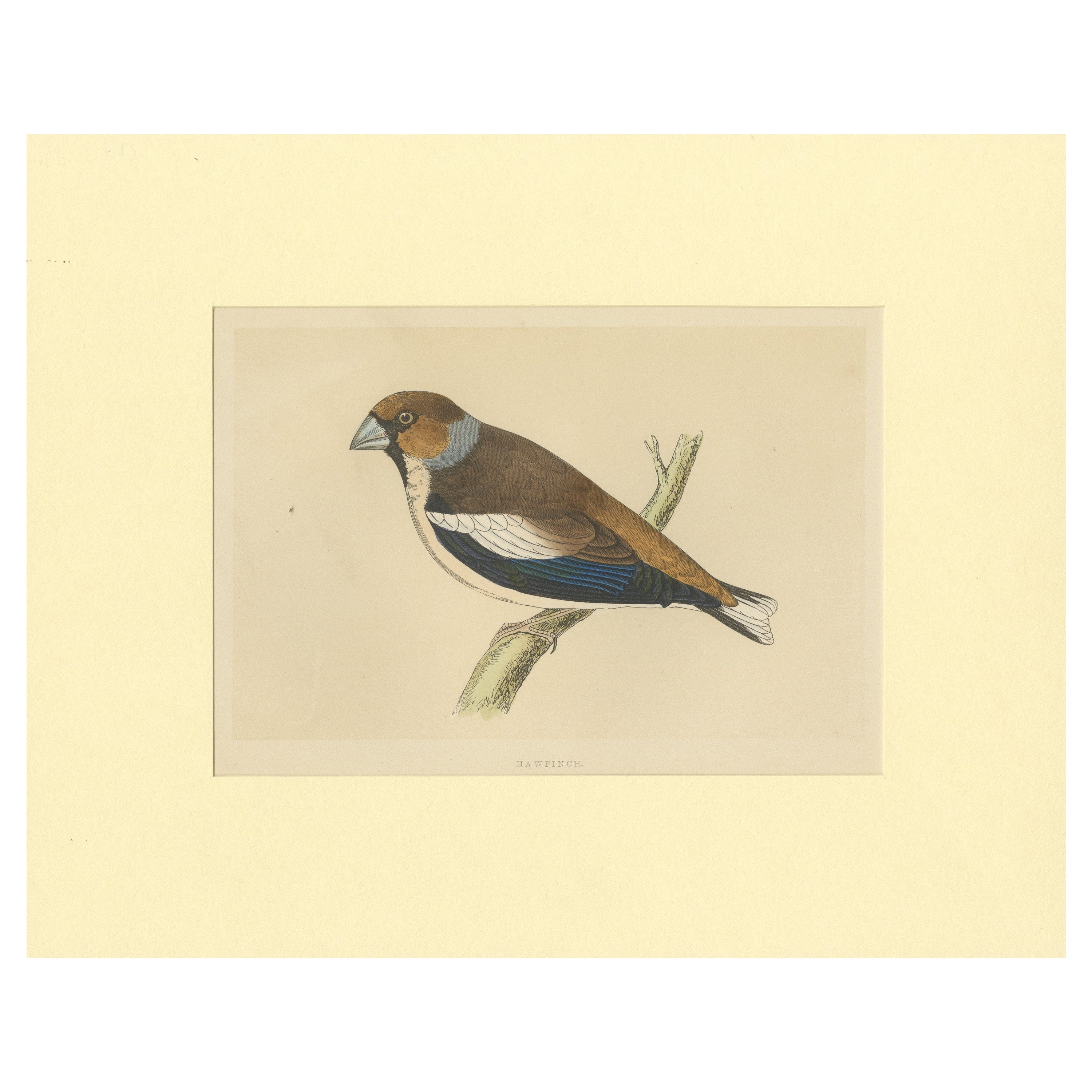 Antiker Vogeldruck von Hawfinch