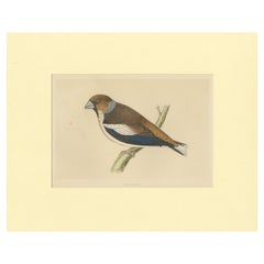 Antique Bird Print of Hawfinch
