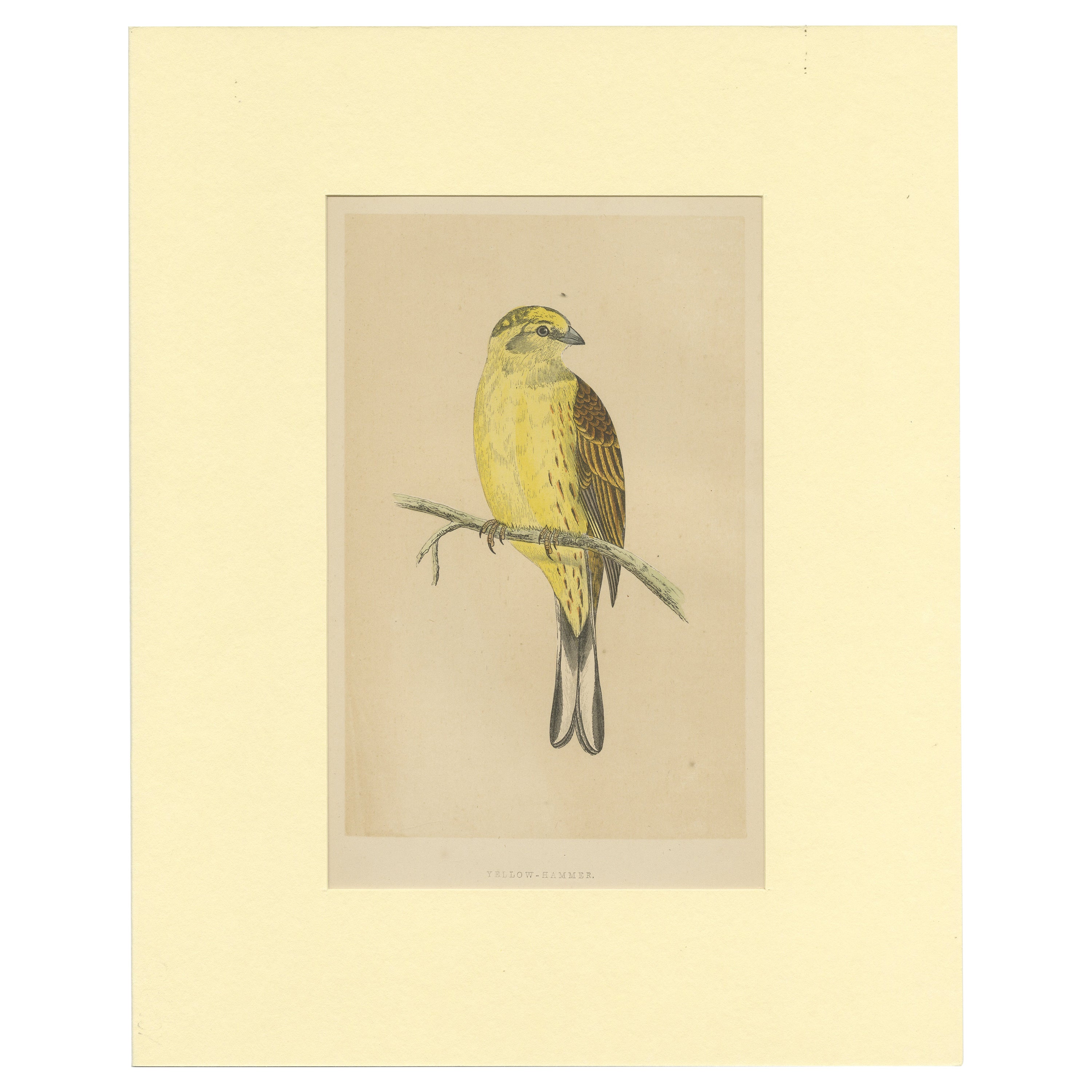 Antique Bird Print of a Yellow-Hammer