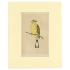 Impression oiseau antique d'un marron-jaune