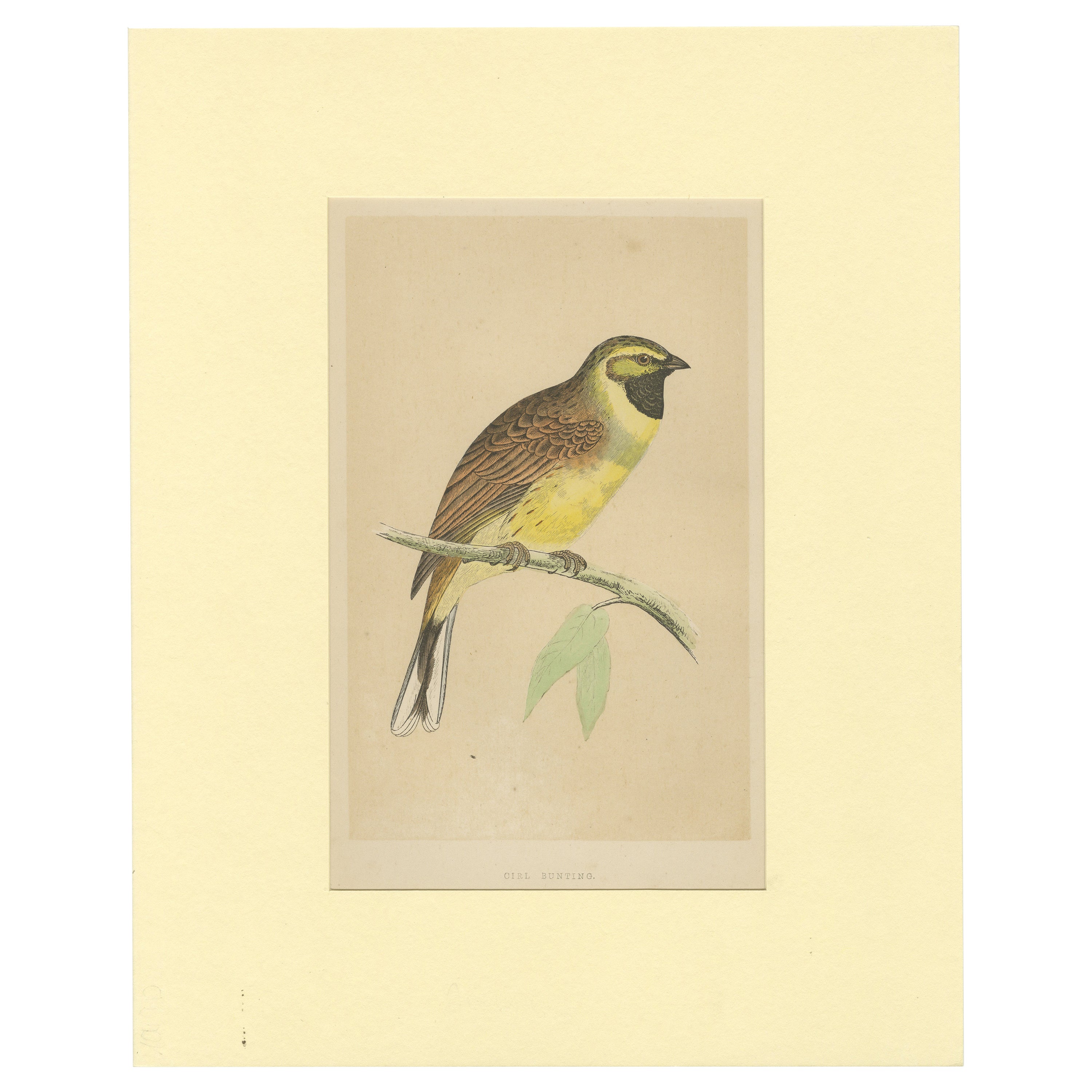 Antique Bird Print of a Cirl Bunting For Sale