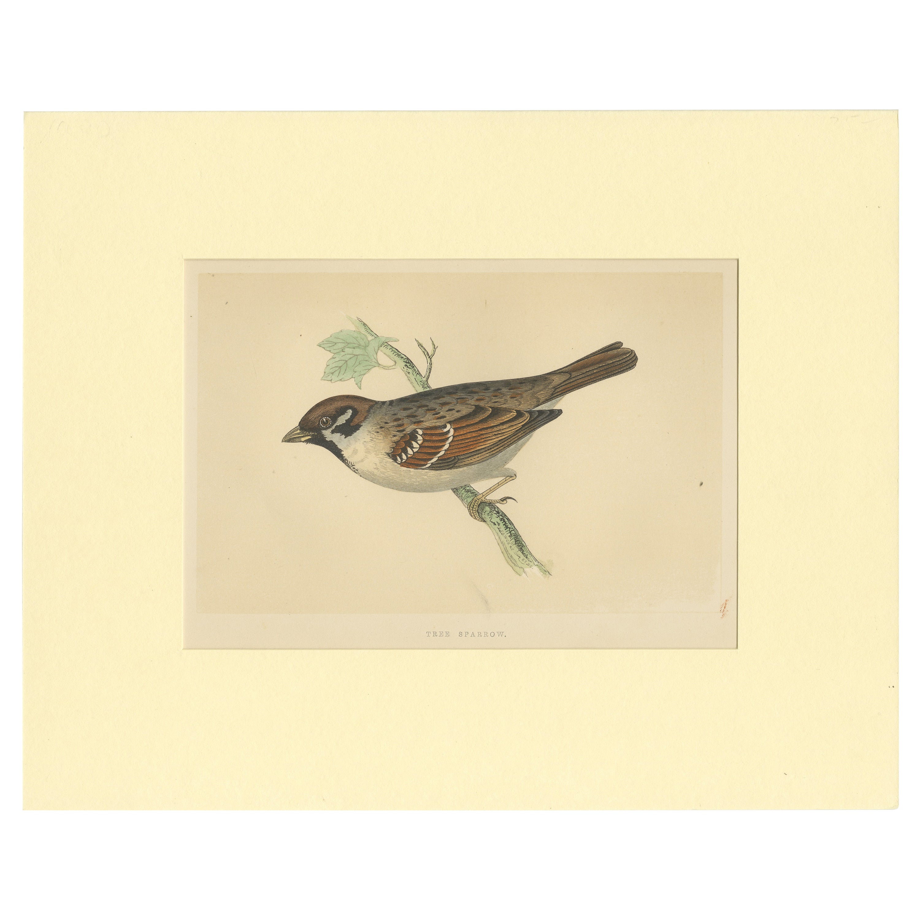 Antique Bird Print of a Tree Sparrow For Sale