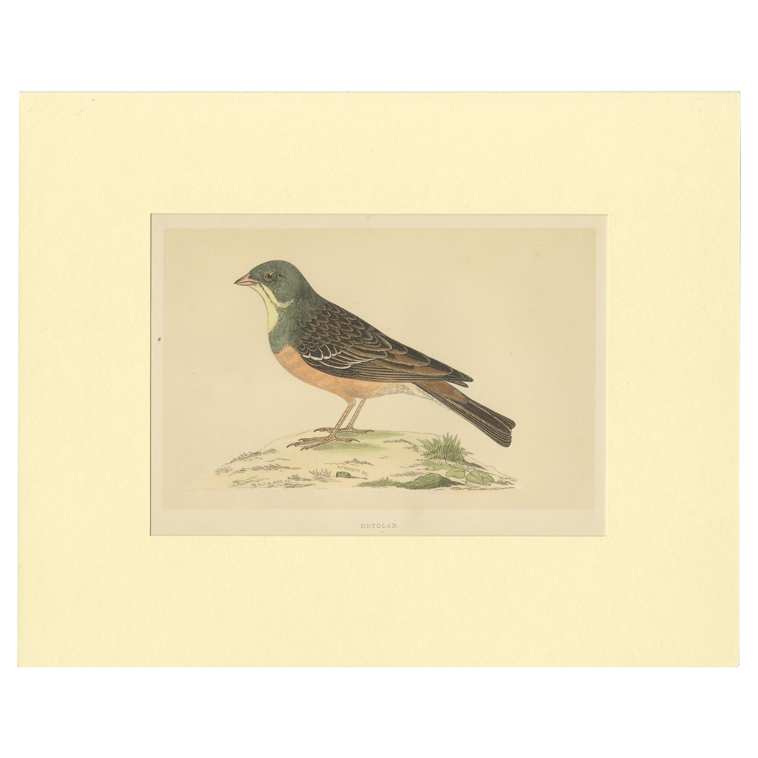 Antique Bird Print of Ortolan For Sale