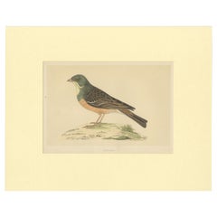 Antique Bird Print of Ortolan