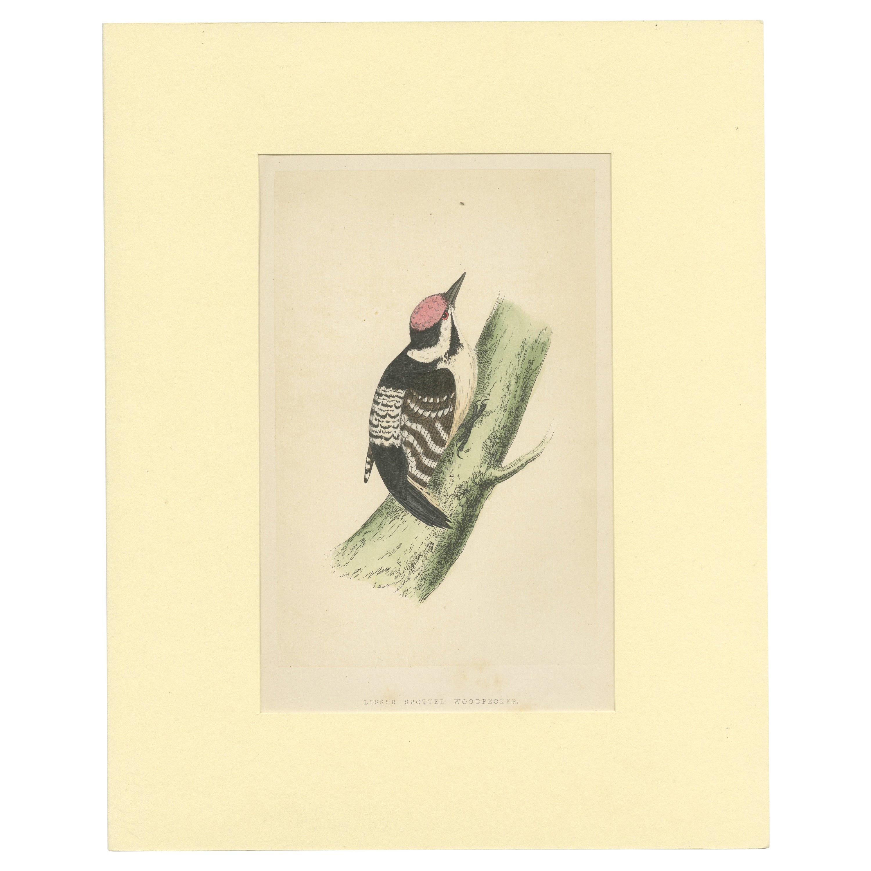 Antique Bird Print of a Lesser Spotted Woodpecker For Sale