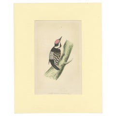 Antique Bird Print of a Lesser Spotted Woodpecker