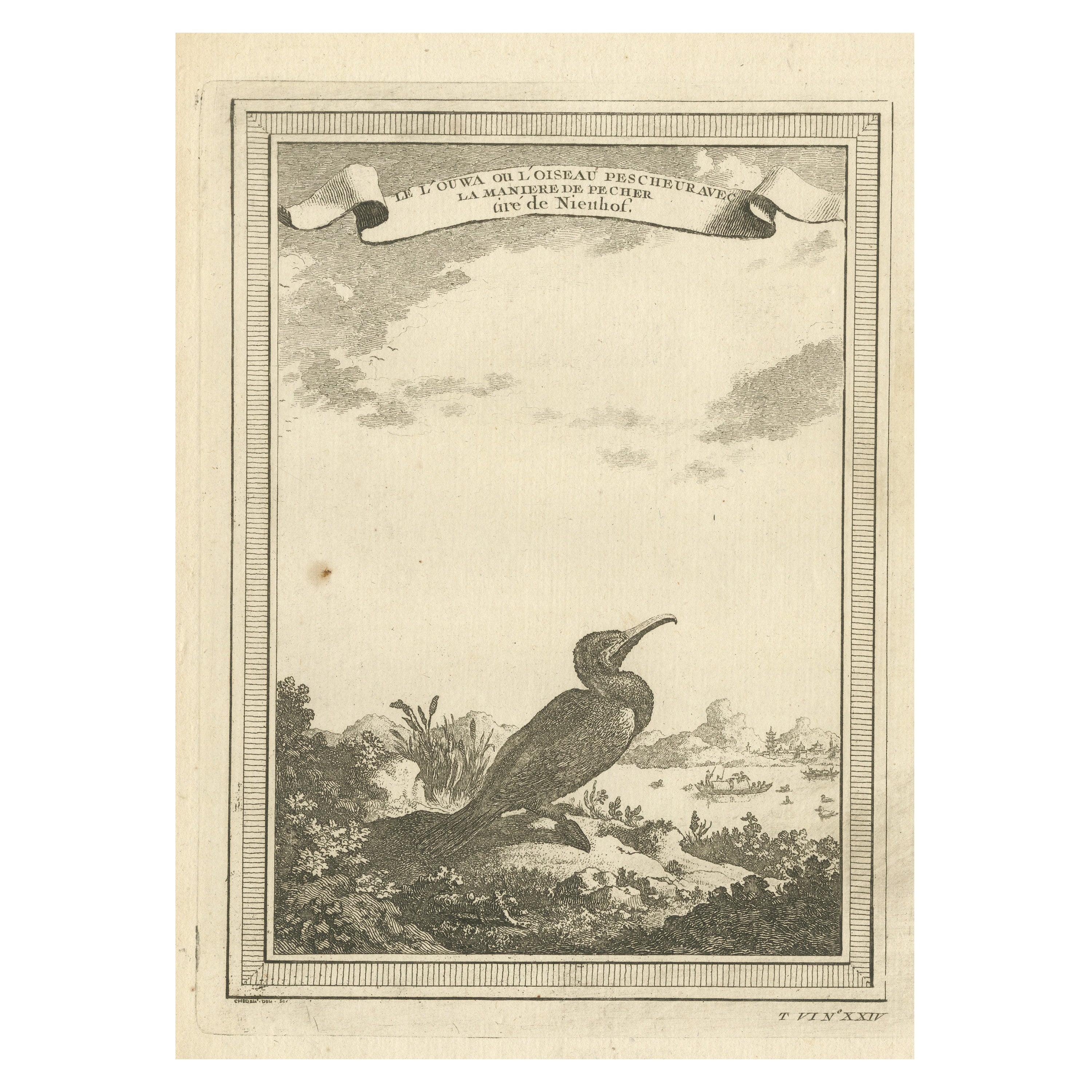 Antique Bird Print of a Chinese Cormorant on a Rocky Shoreline For Sale