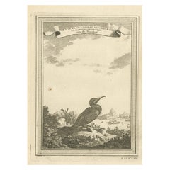 Antique Bird Print of a Chinese Cormorant on a Rocky Shoreline