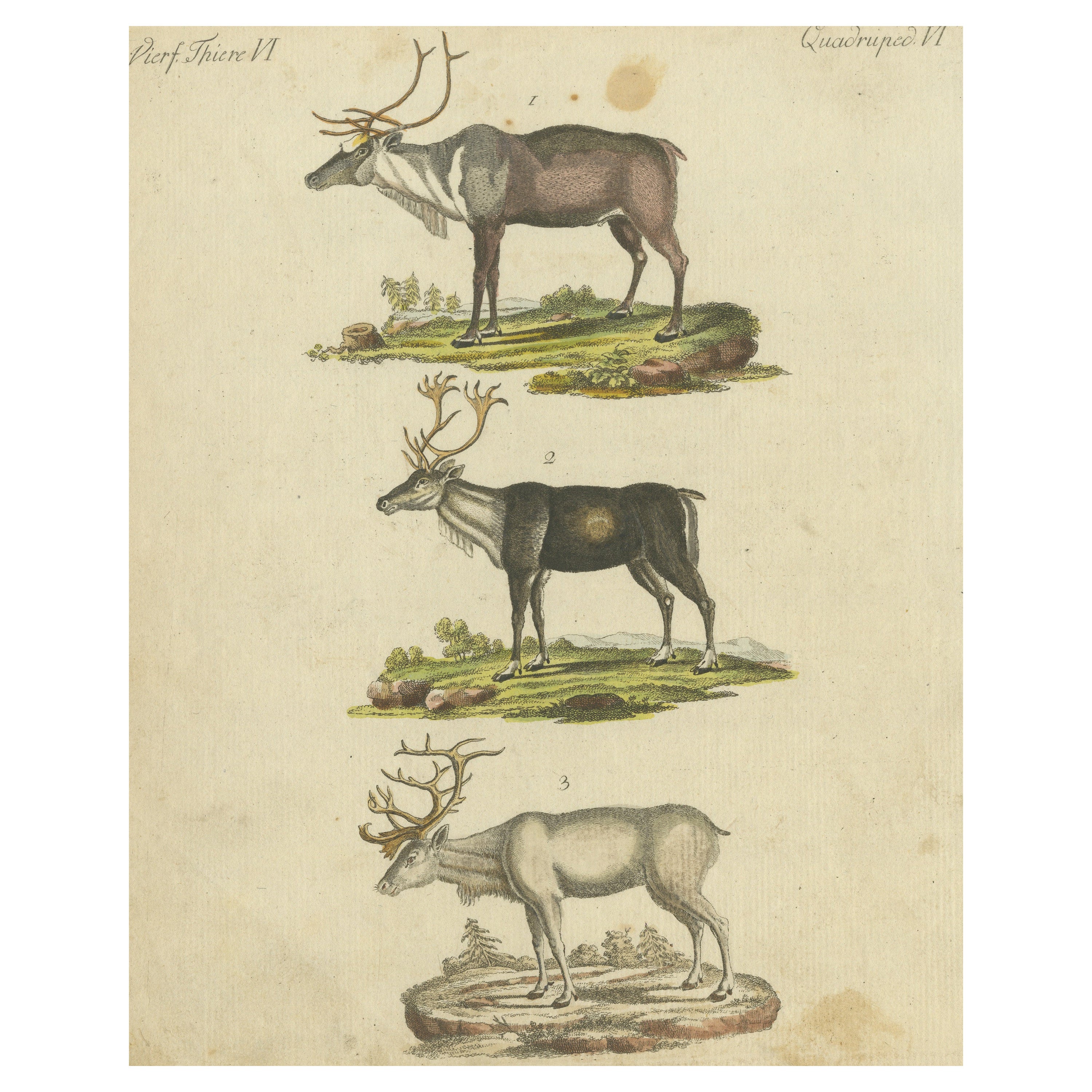 Original Antique Print of Caribou or Reindeer For Sale