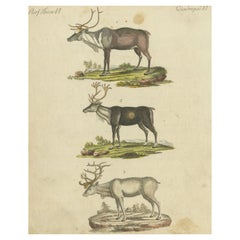 Original Antique Print of Caribou or Reindeer