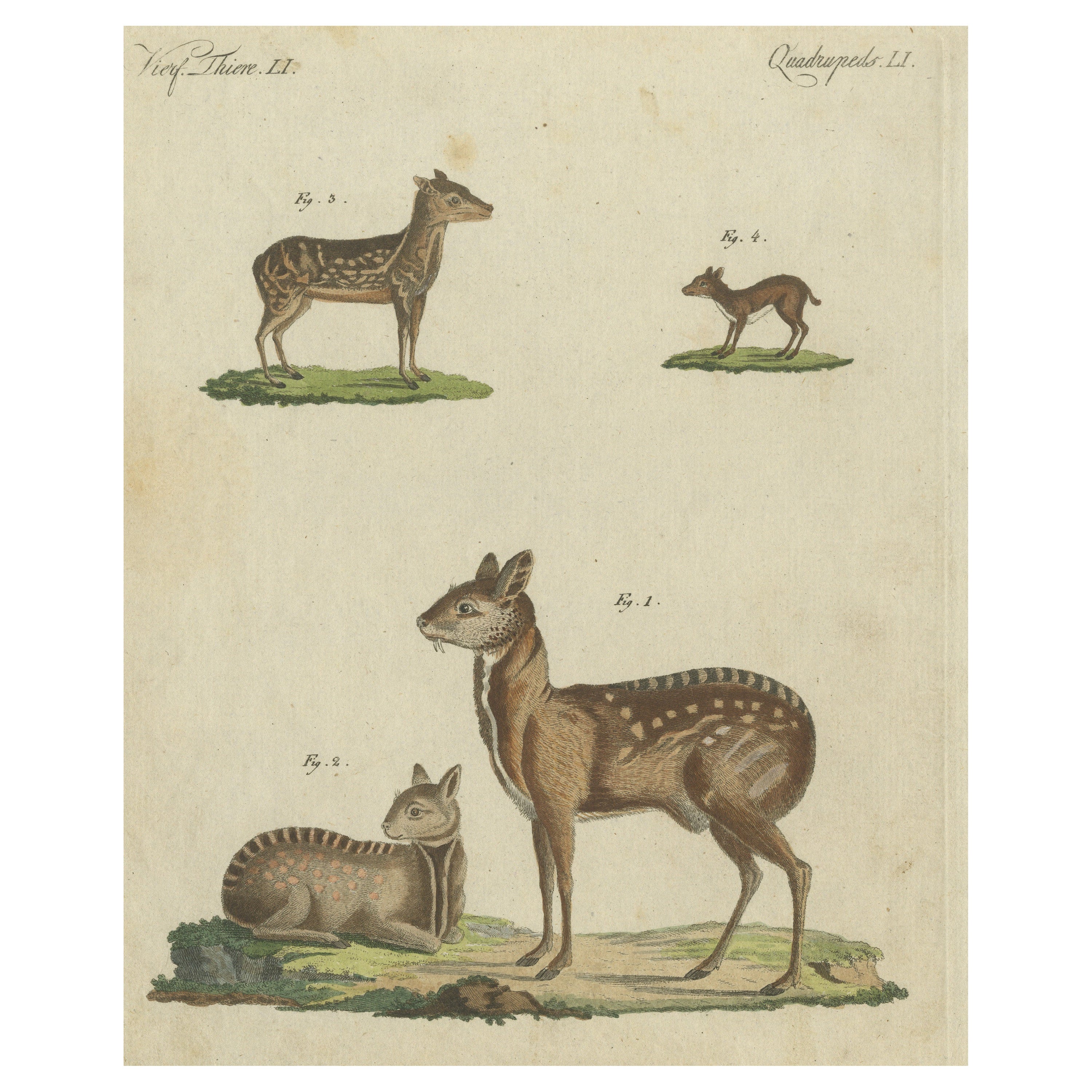 Original Antique Print of Musk Deer and an Antelope For Sale