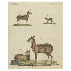 Original Antique Print of Musk Deer and an Antelope